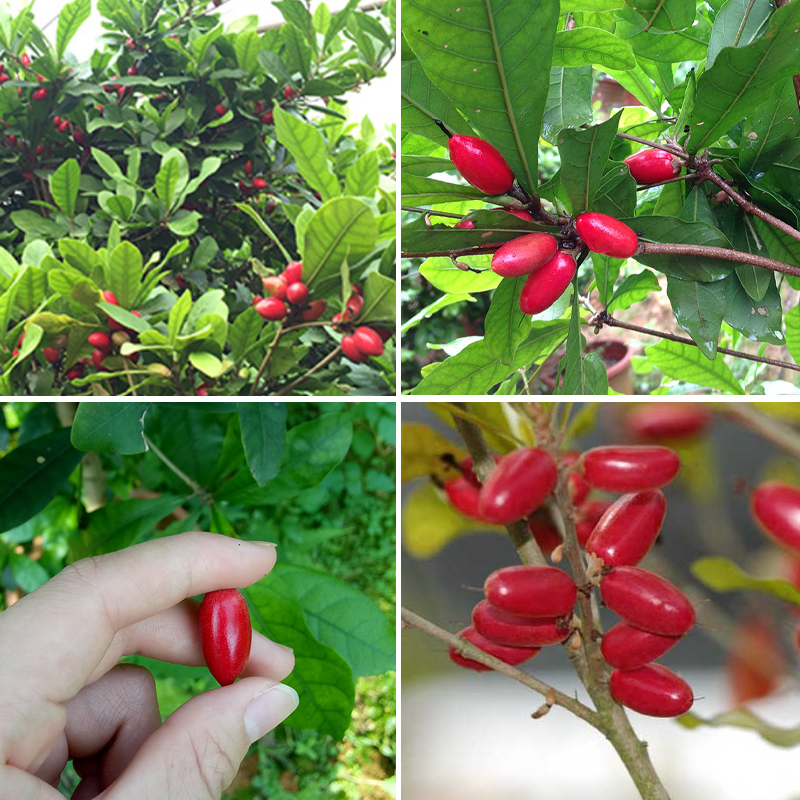 神秘果苗果树盆栽神奇果种植变味果酸变甜庭院南方北方四季带土-图2