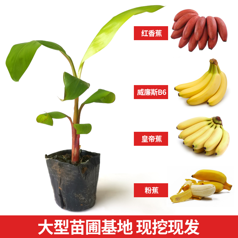 红香蕉苗树苗西贡皇帝蕉B6南方四季地栽种植带土叶广西发货包邮 - 图0