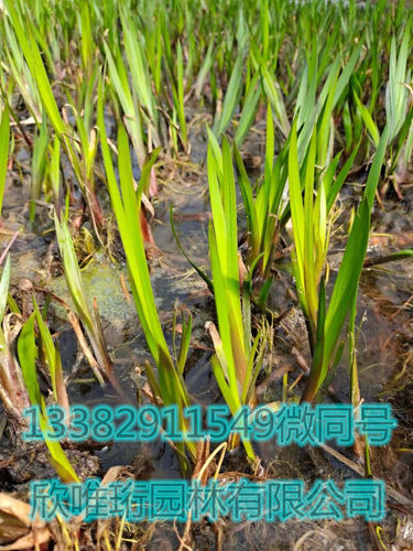 水菖蒲苗室外水生水培植物水菖蒲苗香菖蒲苗端午节用臭蒲苗 - 图2