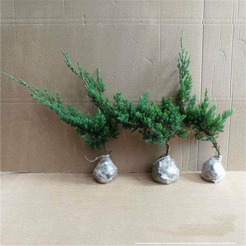 迎客松盆景老桩盆栽室内客厅办公室桌面四季常青绿植花卉植物,淘宝优惠券,粉丝福利购,淘宝优惠卷