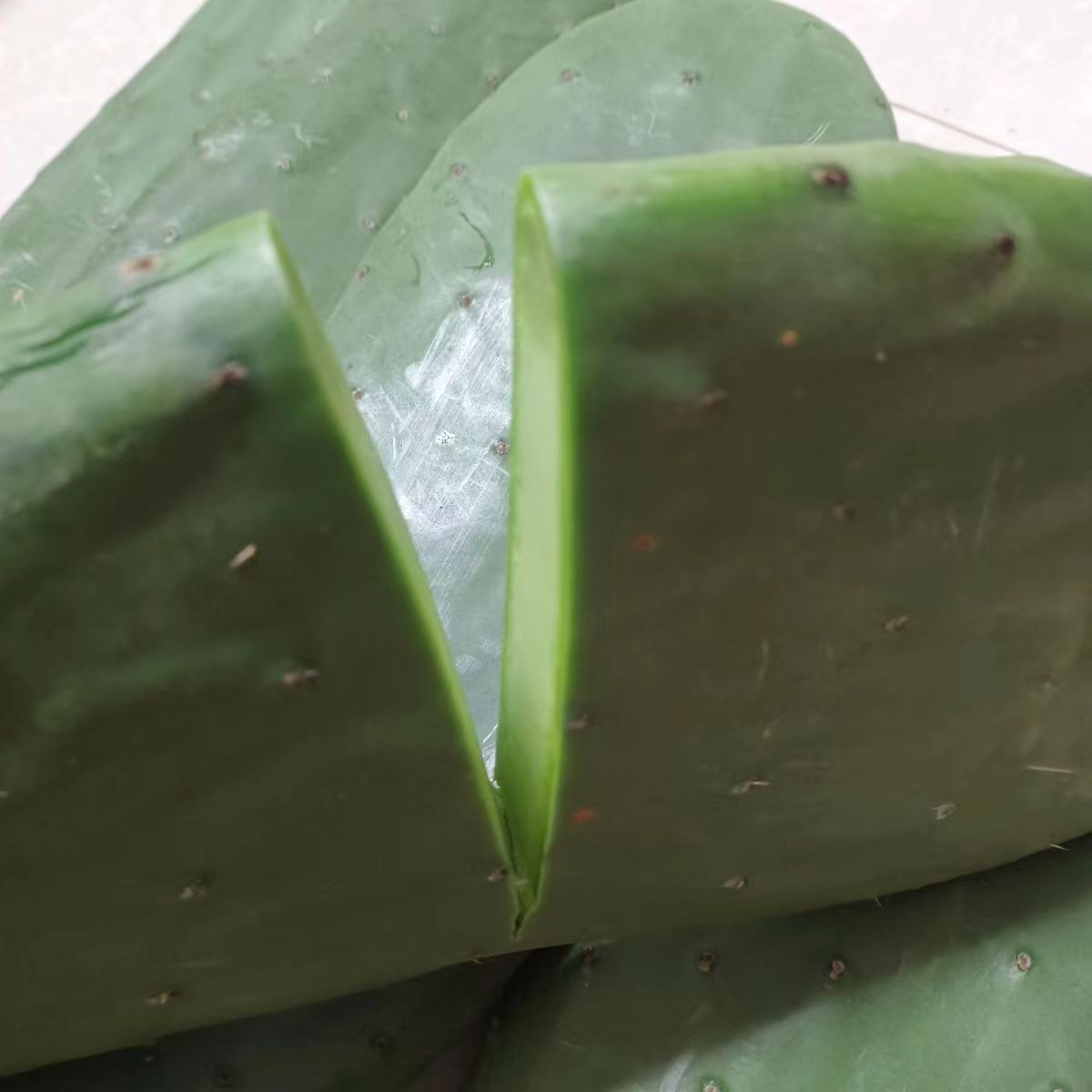 米邦塔仙人掌药用可食用种植美容嫁接内服外敷果食用种苗 - 图2