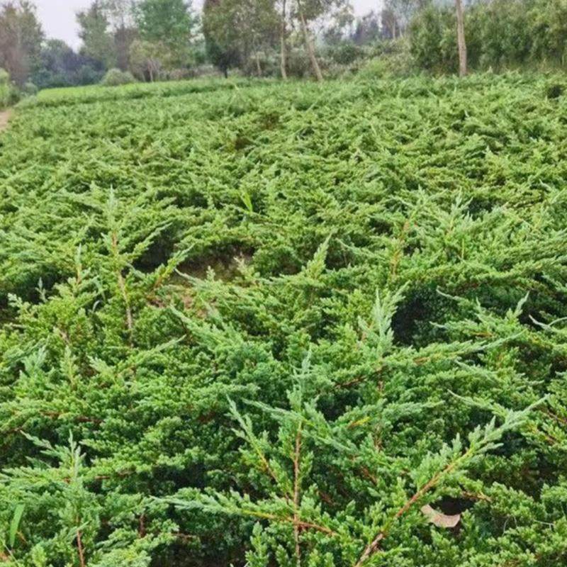 迎客松盆景老桩盆栽室内客厅办公室桌面四季常青绿植花卉植物,淘宝优惠券,粉丝福利购,淘宝优惠卷