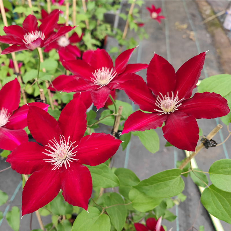 铁线莲二类早花约瑟芬皇帝解放魔喷攀援爬藤阳台庭院植物盆栽花苗,淘宝优惠券,粉丝福利购,淘宝优惠卷