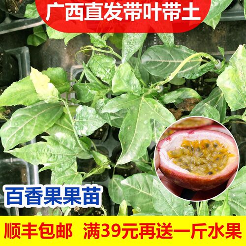 19元2棵黄金百香果树果苗纯甜阳台庭院盆栽爬藤苗四季结果 - 图2