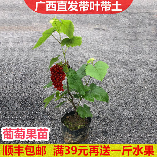 29元2棵带土带叶葡萄树苗当年结果南北方种植爬藤蓝宝石葡萄盆栽 - 图0
