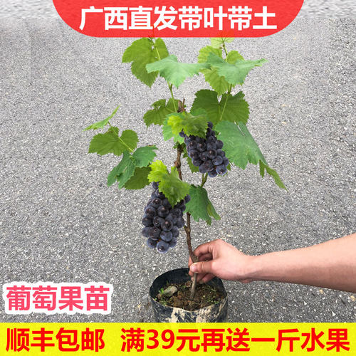 29元2棵带土带叶葡萄树苗当年结果南北方种植爬藤蓝宝石葡萄盆栽 - 图2