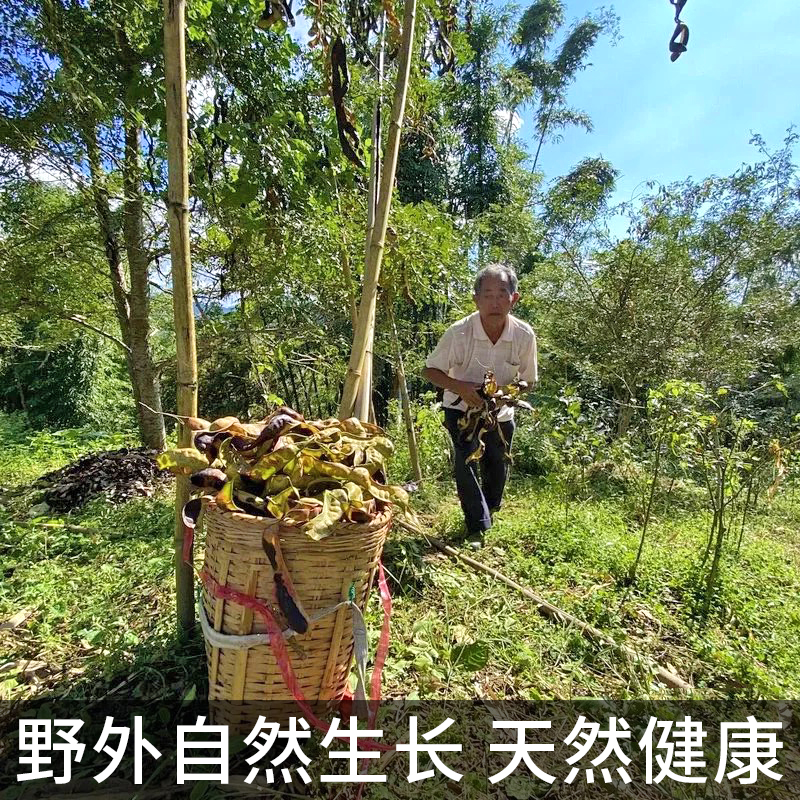 梁河单荚皂角米500g云南野生特级皂米角正品旗舰店无硫天然雪莲子-图0