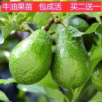 Green melon butter fruit Miao sapiens of the year results Southern cultivation of the grafted Miao avocado Mexican Haas courtyard fruit trees Miao