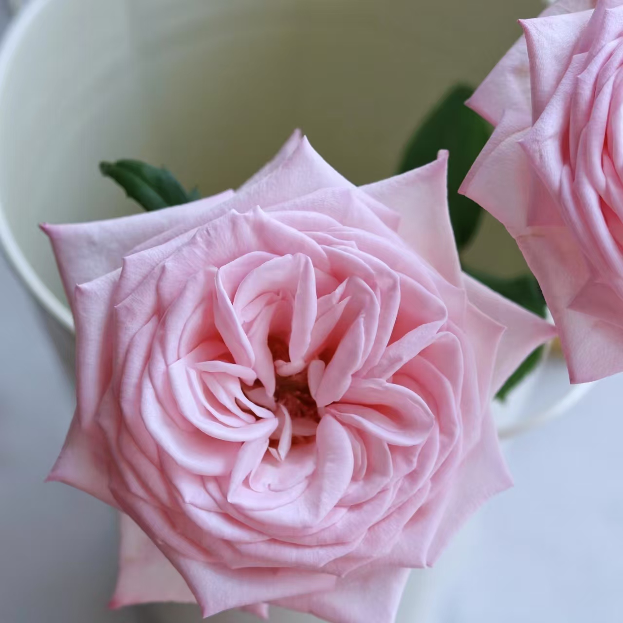 Aa级粉荔枝玫瑰花云南鲜花基地直发家用水养插花束教师节中秋顺丰 - 图2