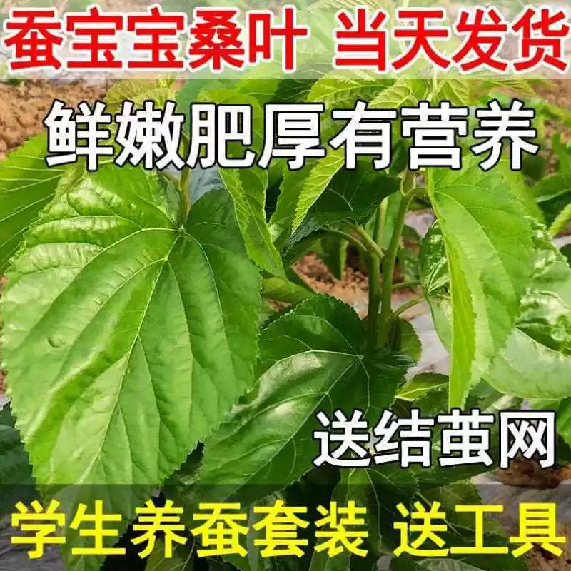 [蚕宝宝活物春蚕子幼虫七彩学生养蚕套装蚕种小蚕卵1龄234新鲜桑叶]