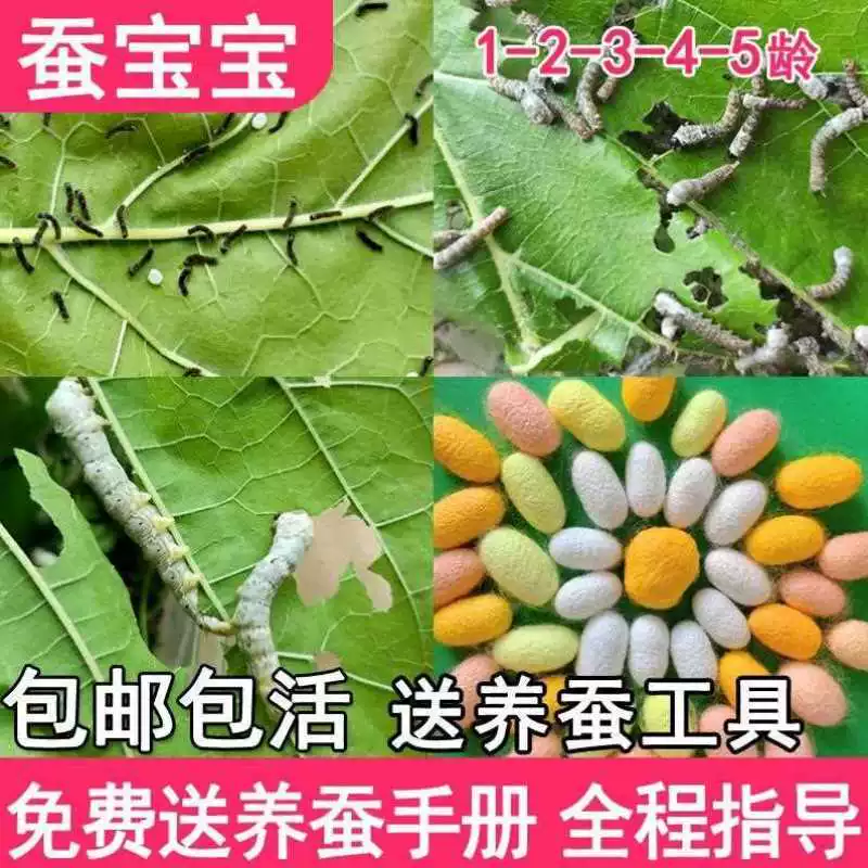 [蚕宝宝活物春蚕子幼虫七彩学生养蚕套装蚕种小蚕卵1龄234新鲜桑叶]