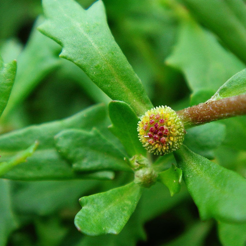 现摘现发【野生新鲜鹅不食草300g】鹅仔不吃草鹅儿草饿不食中草药