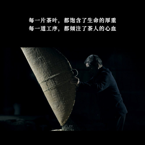 梅相靖大师白茶海丝之路一级枞荒寿眉2022年福鼎白茶散茶5斤装 - 图0