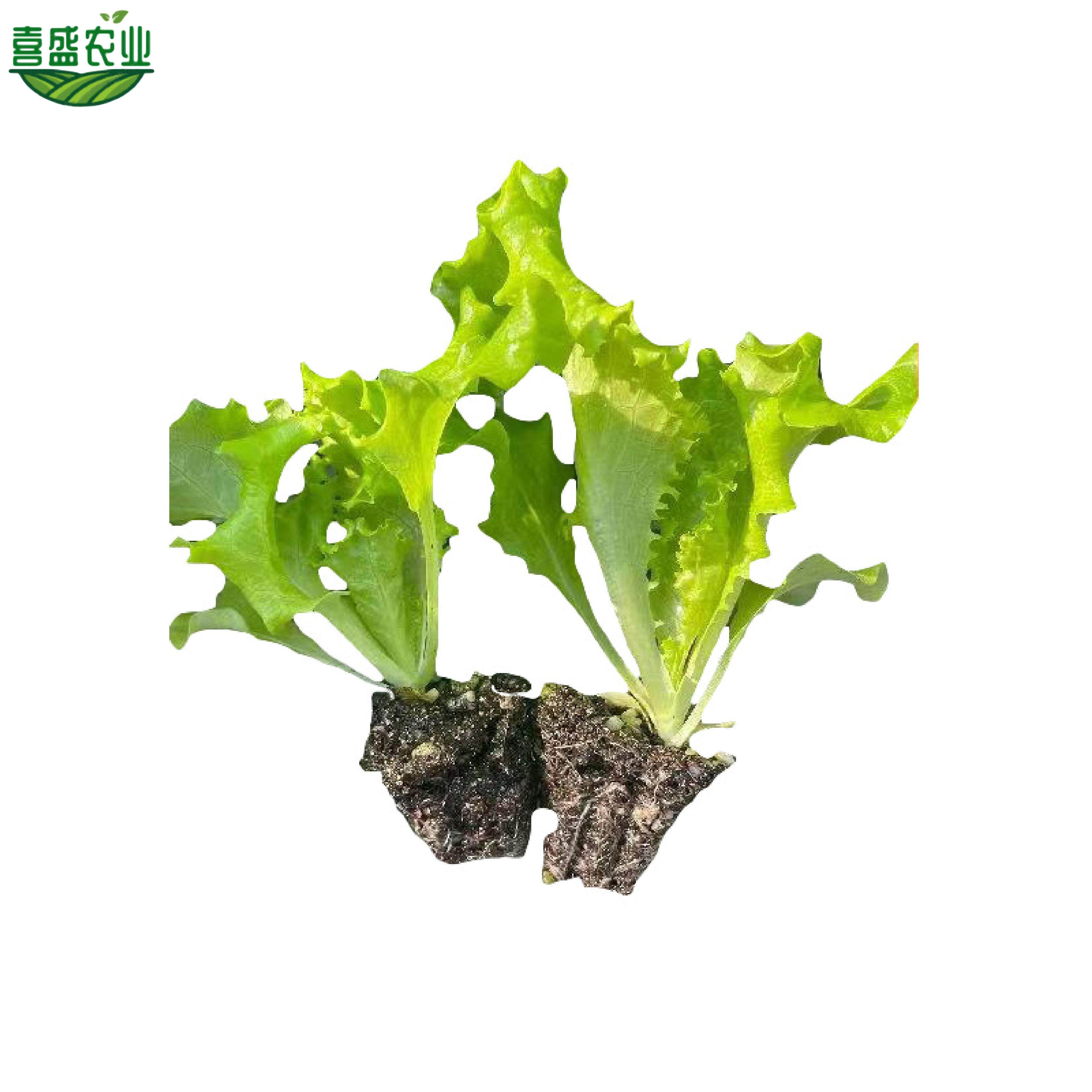 结球生菜苗球生菜种籽包心球形高产抗病春秋阳台四季盆栽圆生菜苗,淘宝优惠券,粉丝福利购,淘宝优惠卷