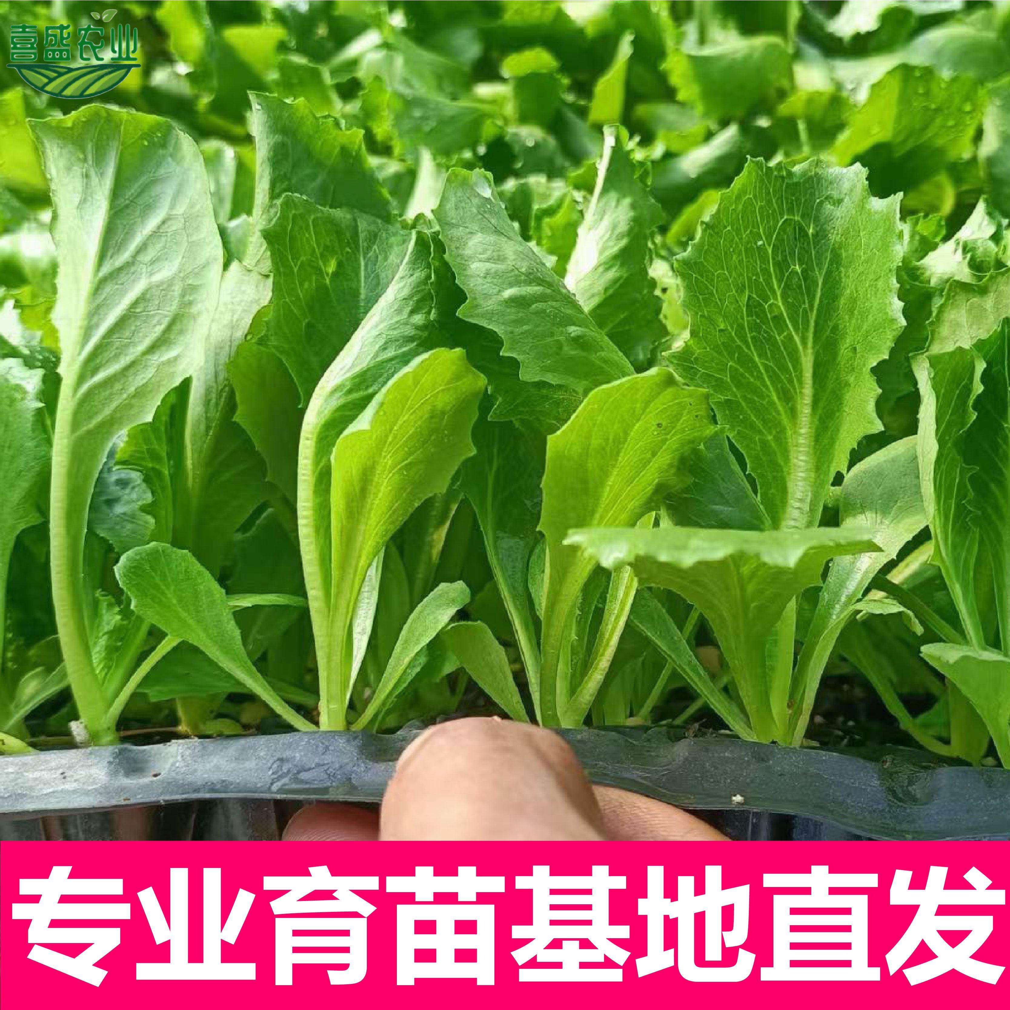 结球生菜苗球生菜种籽包心球形高产抗病春秋阳台四季盆栽圆生菜苗,淘宝优惠券,粉丝福利购,淘宝优惠卷