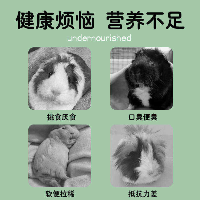 豚鼠粮天竺鼠粮主粮荷兰鼠粮食兔粮零食宠物营养粮荷兰猪粮兔饲料 - 图0
