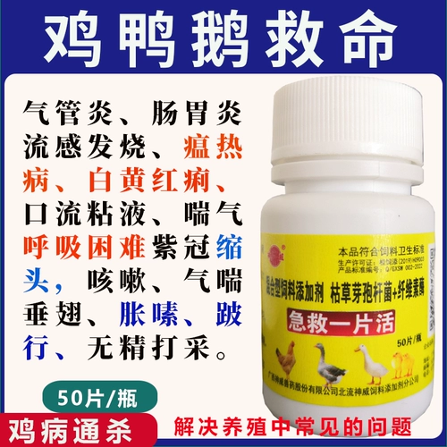 Птица с кусочками, чтобы спасти птицу -птицу, живую курицу, утку, кормление гусиного голубя, грипп, лихорадка, желтый и белый, респираторные тракты