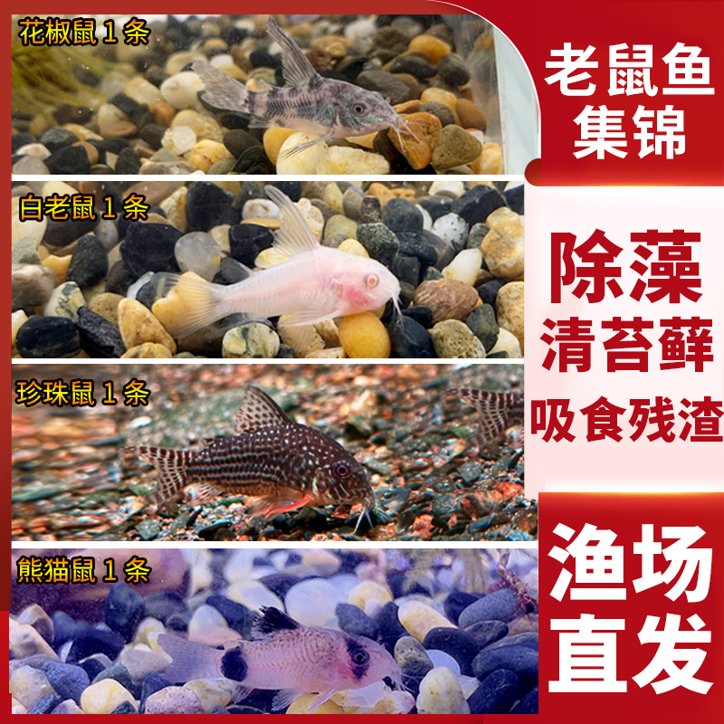 金苔鼠淡水鱼缸清洁鱼彩虹鲨热带观赏鱼专吃屎粪便垃圾清理藻类鱼-图1