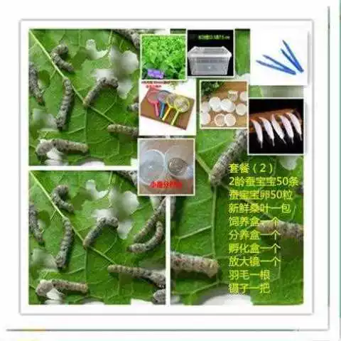 [1-5龄蚕宝宝活体学生养蚕套装送新鲜桑叶白色家蚕卵批运输包活]
