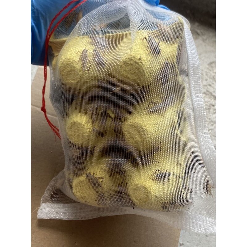 白蟋蟀蛐蛐针头油葫芦活体爬虫蜘蛛守宫树蛙蚂蚁食物鸟龙鱼饲料,淘宝优惠券,粉丝福利购,淘宝优惠卷