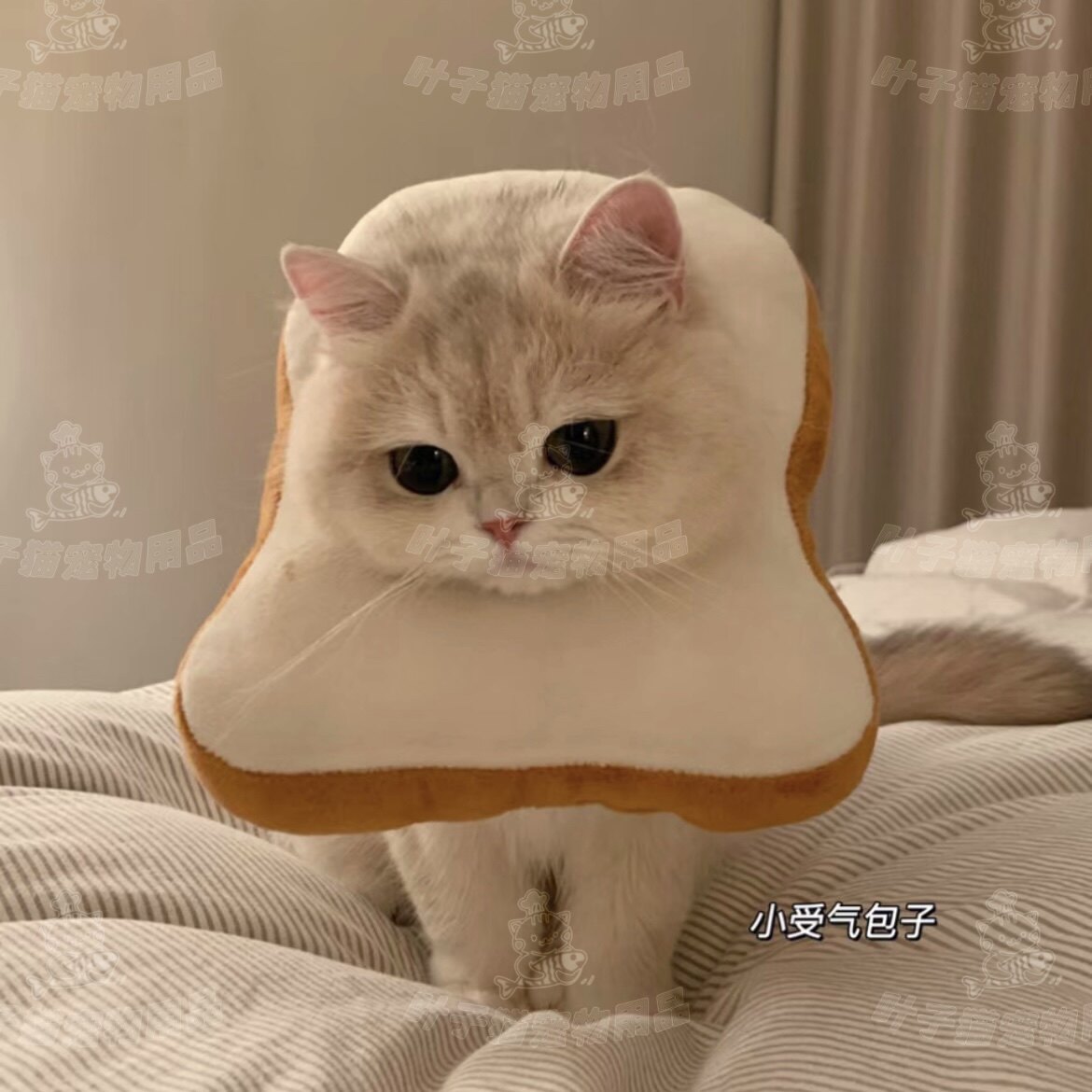 猫咪项圈伊丽莎白圈防舔吐司面包片绝育围脖圈可调节可爱宠物头套,淘宝优惠券,粉丝福利购,淘宝优惠卷