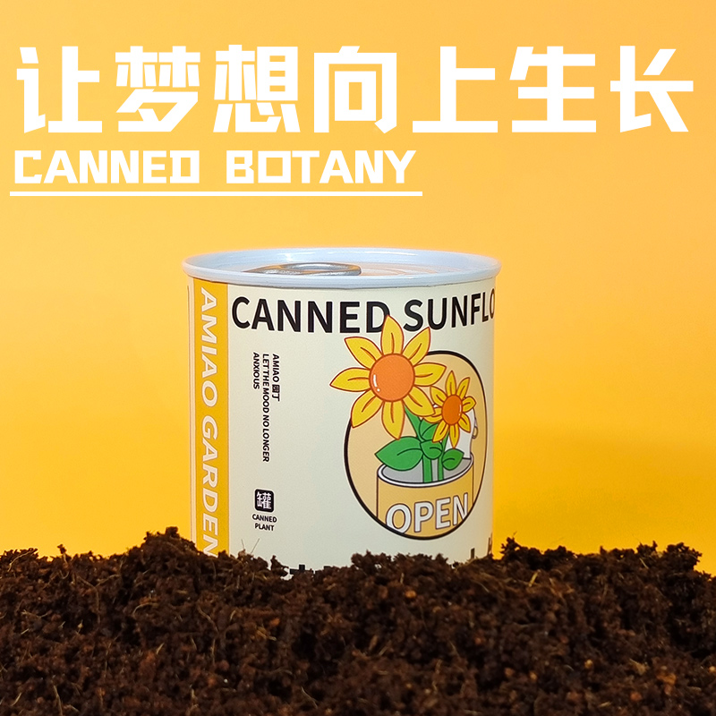 含羞草满天星向日葵种子罐头办公室情绪稳定创意儿童种植小花盆栽 - 图0