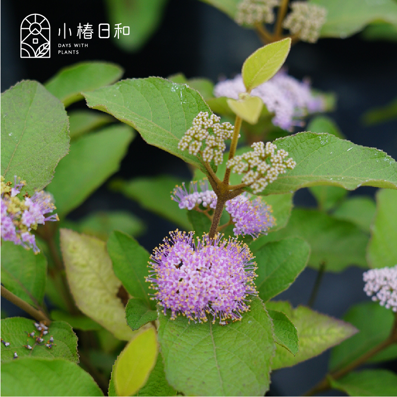 小椿日和日本进口矮紫珠中吉盆栽庭院花园植物耐阴多年生灌木盆景-图0