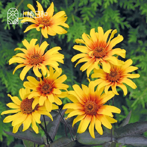 小椿日和 赛菊芋 心血 燃烧的心 耐热耐寒多年生庭院阳台花卉盆栽 - 图1