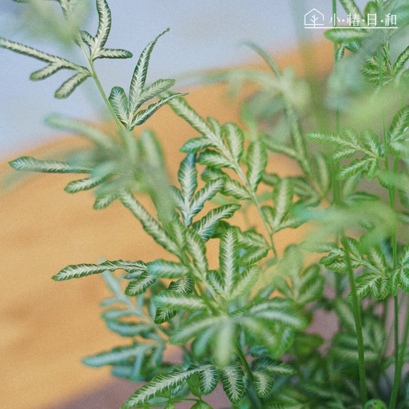 夏雪银线蕨小椿日和耐阴室内桌面绿植银色净化空气吸甲醛-图1