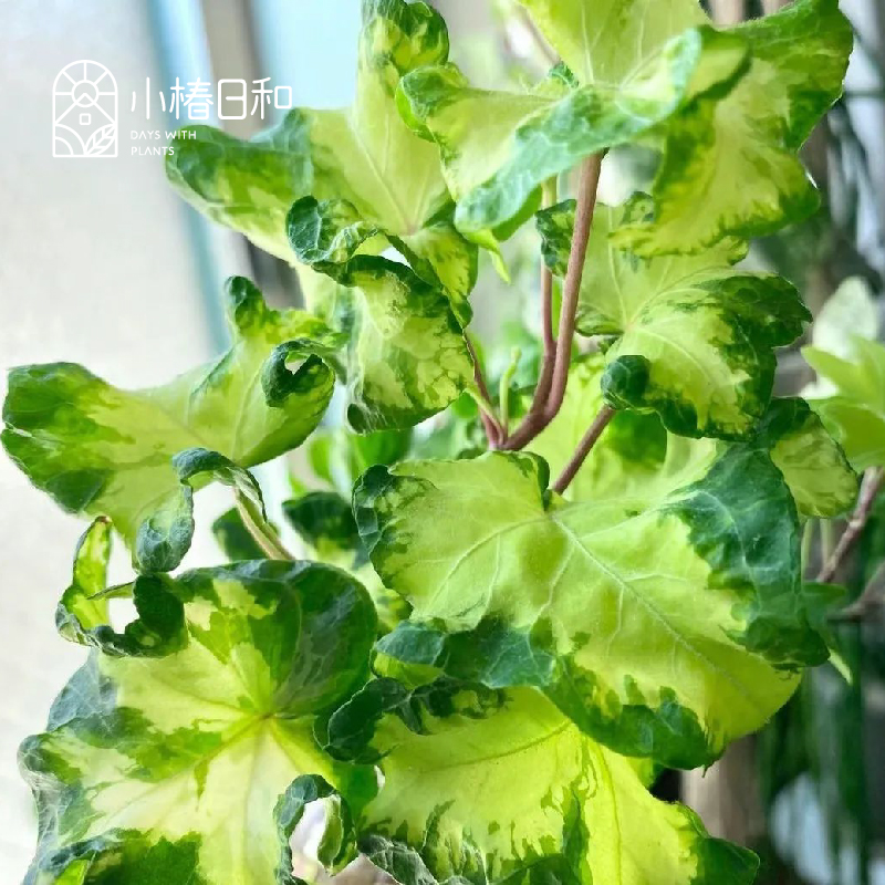 小椿日和雪莹白雪姬常春藤花叶稀有室内观叶垂吊绿植花卉盆栽-图2