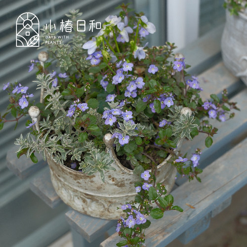 小椿日和 匍匐平卧婆婆纳梅西尔夫人多年生地被垂吊盆栽耐热耐寒 - 图1