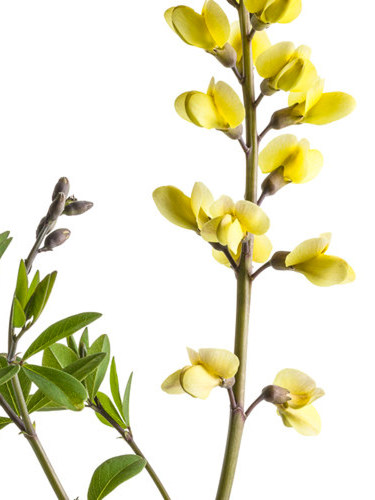小椿日和 澳洲蓝豆 赛靛花露台花园花境耐旱耐寒花卉宿根植物盆栽 - 图3