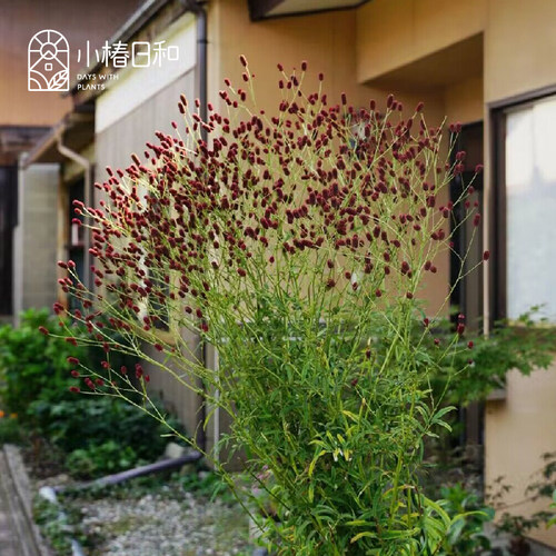 小椿日和 地榆红雷 花境植物花卉草甸趣味组合盆栽耐寒耐热庭院 - 图2
