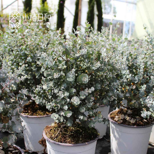 小椿日和 尤加利‘银水滴’Eucalyptus Silver drop 银叶常绿庭院 - 图2
