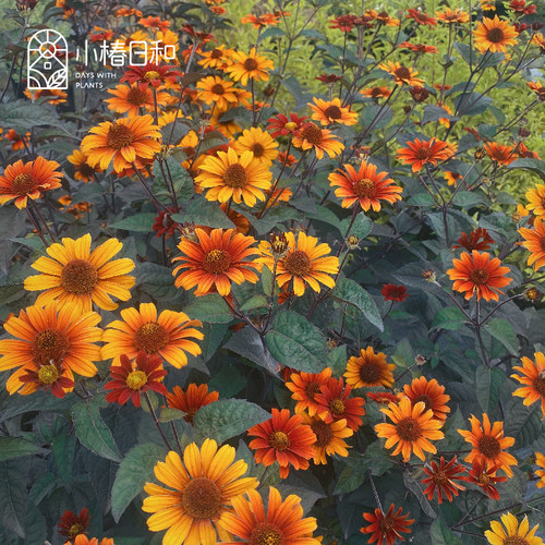 小椿日和 赛菊芋 心血 燃烧的心 耐热耐寒多年生庭院阳台花卉盆栽 - 图2
