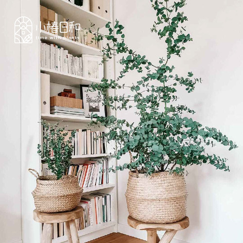 小椿日和 尤加利‘银水滴’Eucalyptus Silver drop 银叶常绿庭院 - 图1