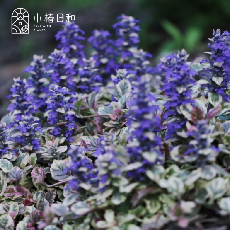 小椿日和多花筋骨草日本姬十二耐阴花镜庭院地被花卉彩叶植物-图1