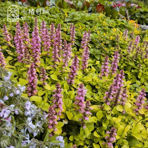 小椿日和 多花筋骨草 日本姬十二耐阴花镜庭院地被花卉彩叶植物 - 图1