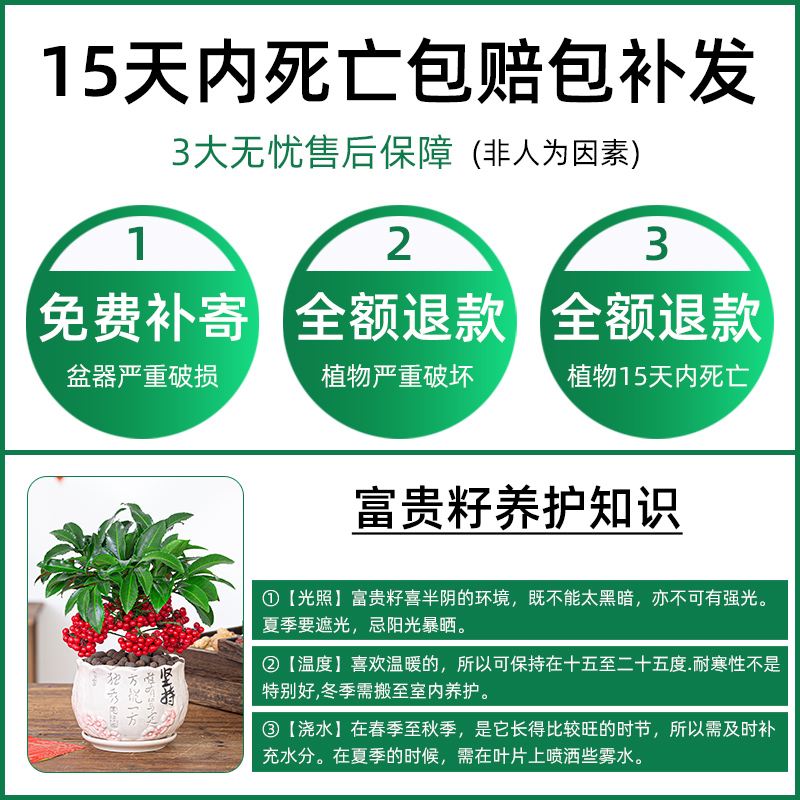 富贵籽盆栽黄金万两植物金玉满堂办公室内好养招财绿植花卉 - 图0