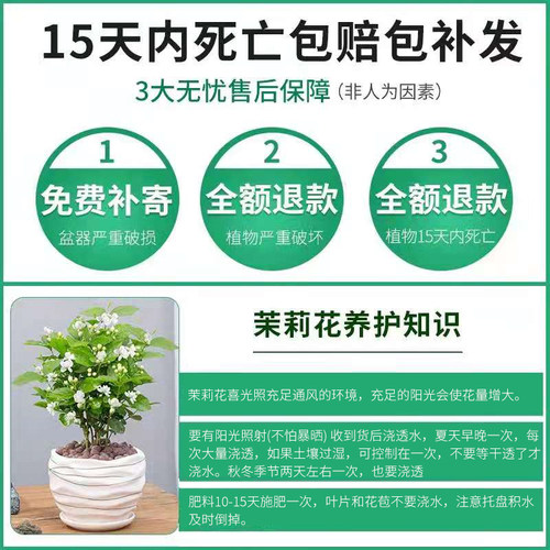 茉莉花盆栽重瓣开花浓香好养室内阳台庭院桌面驱蚊防蚊观花卉绿植 - 图0