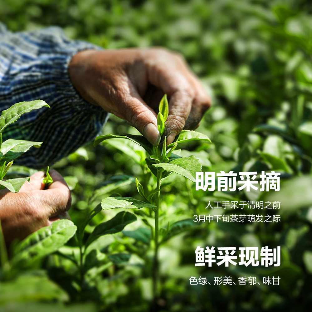 【2026春茶预售领券立减60元】杭州九宇明前有机龙井茶特级绿茶叶
