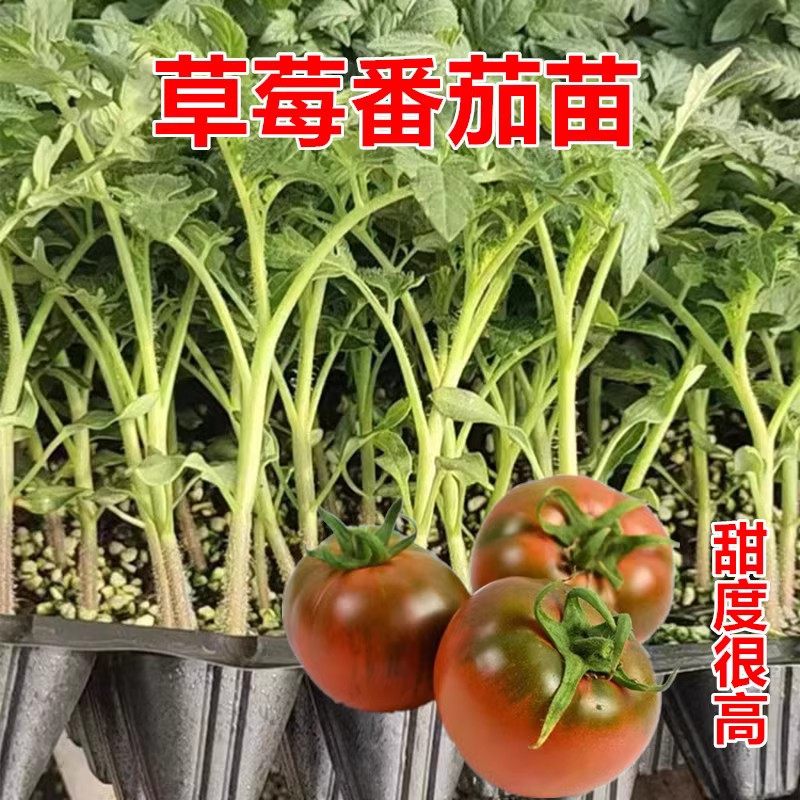 普罗旺斯番茄苗子 大粉西红柿苗 口感番茄苗 沙瓤 水果西红柿种苗,淘宝优惠券,粉丝福利购,淘宝优惠卷