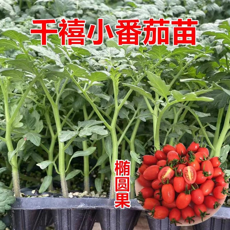普罗旺斯番茄苗子 大粉西红柿苗 口感番茄苗 沙瓤 水果西红柿种苗,淘宝优惠券,粉丝福利购,淘宝优惠卷