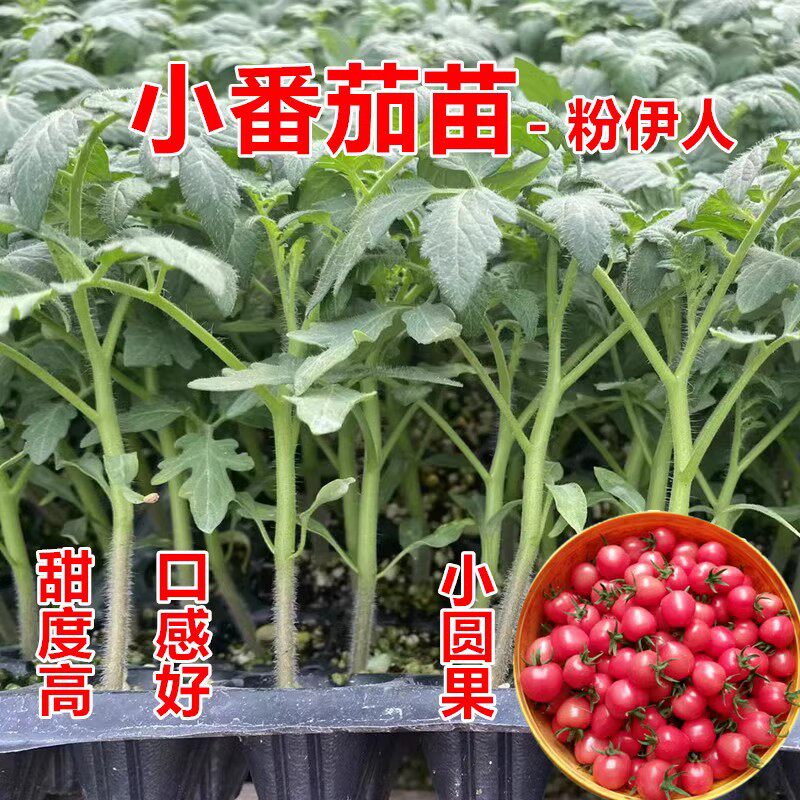 普罗旺斯番茄苗子 大粉西红柿苗 口感番茄苗 沙瓤 水果西红柿种苗,淘宝优惠券,粉丝福利购,淘宝优惠卷