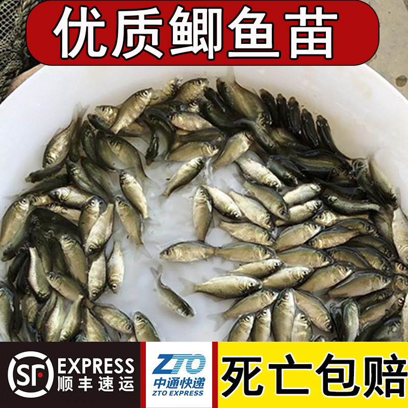 鲫鱼苗特大中科35号鲫鱼白鲫鱼湘云工程黄金鲫鱼苗土鲫鱼饲料批发,淘宝优惠券,粉丝福利购,淘宝优惠卷