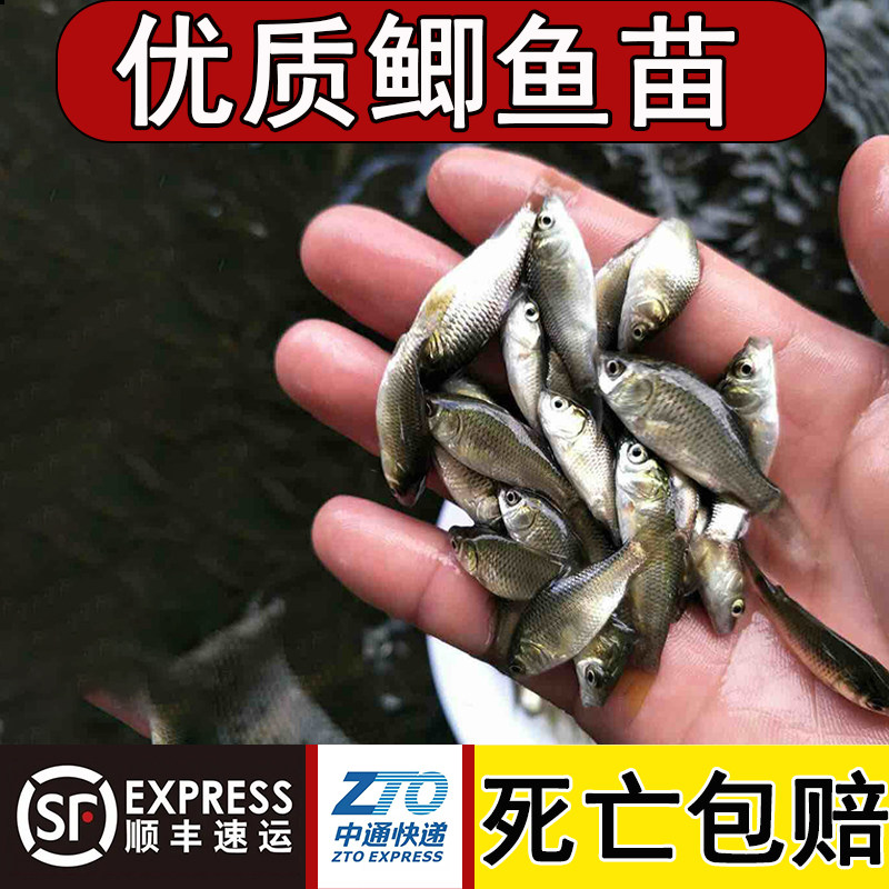 鲫鱼苗特大中科35号鲫鱼白鲫鱼湘云工程黄金鲫鱼苗土鲫鱼饲料批发,淘宝优惠券,粉丝福利购,淘宝优惠卷