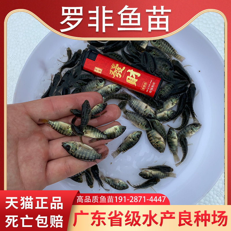 罗非鱼苗特大抗寒淡水养殖食用活鱼脆肉罗非鱼苗全雄福寿鱼苗批发 - 图2