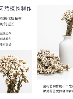蔓玥旗舰店法国白菊一束装