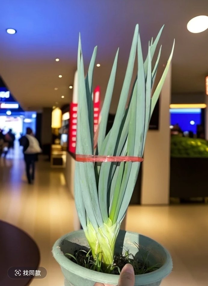 闽南风葱 农家风葱盆栽风葱 漳州风葱 厦门风葱 闽南特色风味美食,淘宝优惠券,粉丝福利购,淘宝优惠卷