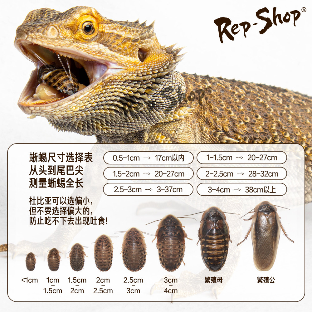 杜比亚蟑螂活虫爬宠蜥蜴角蛙守宫变色龟龙鱼活体食物超樱桃可繁殖 - 图1